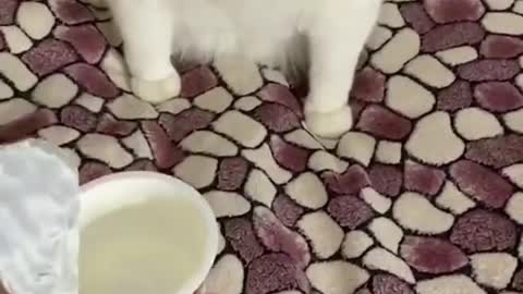 Cat gets disgusted after his owner offers him yogurt