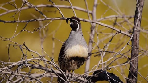 Gambel's Quail