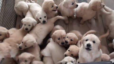 Cute Puppies Frolicking in the yard and garden! 🐶