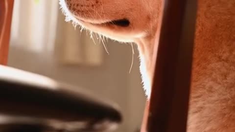 .A Cute Dog Behind a Chair