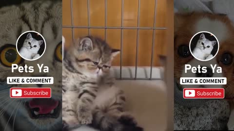Supper Cute Cats And Kittens In The World 💗 Funny Compilation 2020 - Tik Tok Videos 💗 #22 - Pets Ya