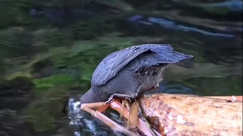 A Christmas “dip” for North America’s only true aquatic songbird, the American Dipper!