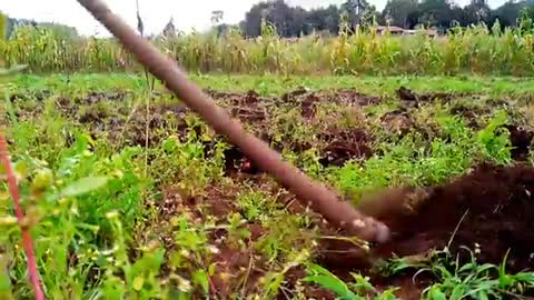 AMAZING CABBAGE PRODUCTION NEVER SEEN BEFORE