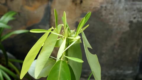 Codariocalyx Motorius, Telegraph Dancing Garden Plant, Desmodium gyrans