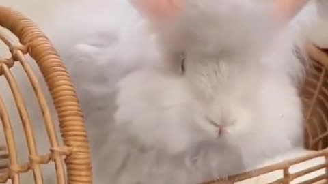 Super cute bunny