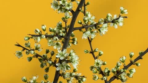 Time-Lapse Flower Blooming