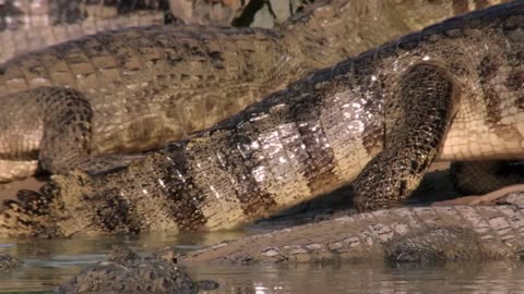 Labyrinth of Lakes - Brazil: A Natural History 3/5 - Go Wild