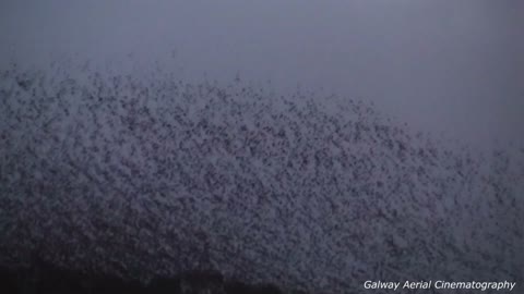 Murmuration of starlings takes place on Ireland's west coast