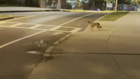 Coyote Uses Boston Crosswalk