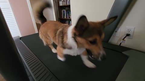 Piper the Corgi Loves to Run on the Treadmill