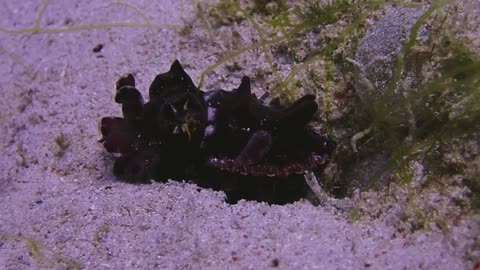 Flamboyant cuttlefish Komodo National Park