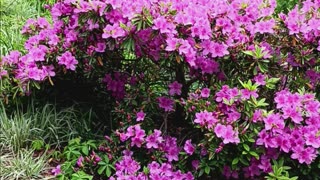 Azaleas kissena park