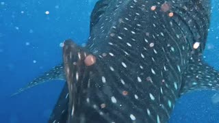 Diver Swims With a Peaceful Whale Shark