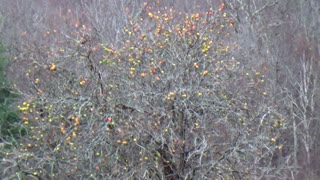 Apple Tree