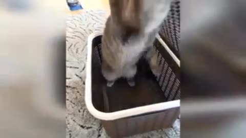 "Paws and Play: Hilarious Cat Capers That Will Make You LOL!"😂😻