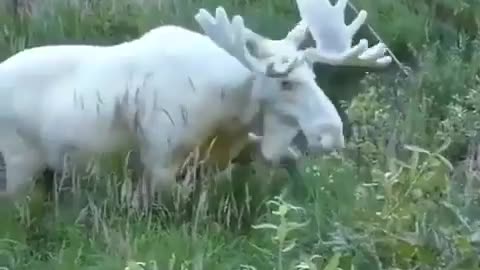 The rare white moose, which is a species of elk