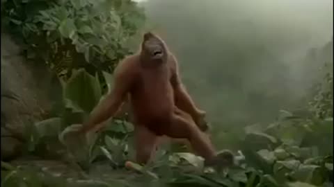 Funny monkey 🐵😅