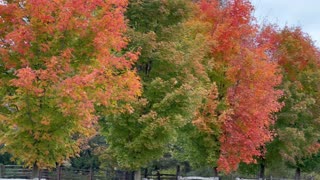 Fall view in Toronto Canada