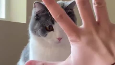 Comedy cat video