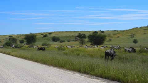 Blue Wildebeest Herd Crossing the Road