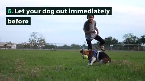 Do you want to control a dog? Watch this clip