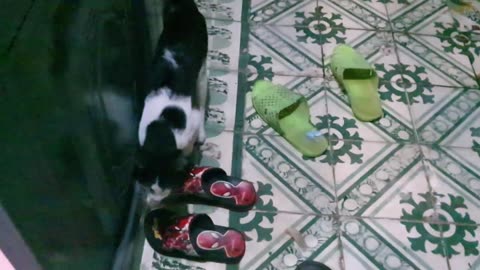 Sharing My Cute Pets Cat and Puppy Dog Funny Moment