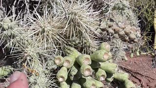 A bird building a nest in a cholla cactus, what a beautiful job. 4/20/23 AZ