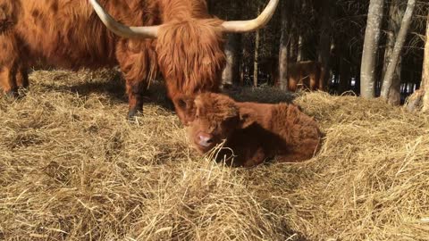 Scottish Highland Cattle In Finland Cow cleaning her calf