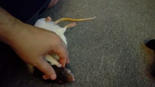 Pet rat absolutely loves belly rubs
