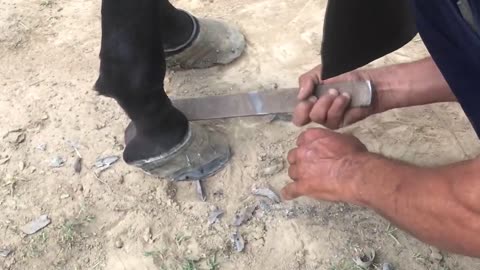 Farrier-Hoof Restoration- Satisfying