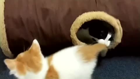 Funny & Cute Cat Compilation Video