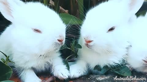 Cute Baby Bunny Rabbit Videos 🐇 Baby Animal Video Compilation