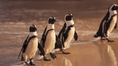 Just some Penguins on having a nice day at the Beach again