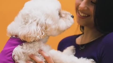 Dogs training with cute babies dog