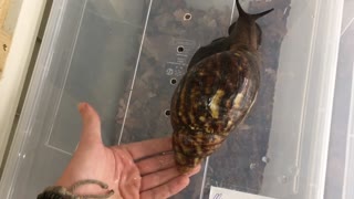 Giant West African Snail