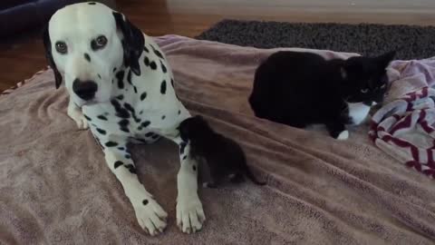 week-old kitten cuddles with Dalmatian