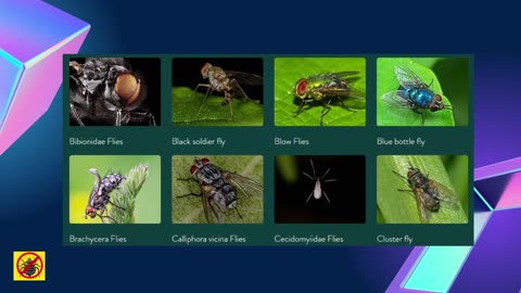 Guide to Insect Types and Pest Control Tips