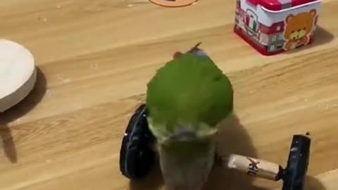 Amazing Parrot Videos _ Cut Baby Parrot 💜