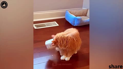 Funny animal videos|Cute animal videos |Funny dog&cat videos|Hilarious pet videos|funny video