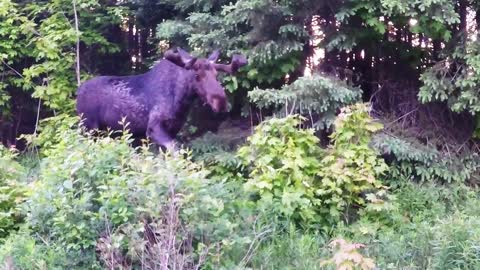 Cyclist has dangerously close encounter with bull moose