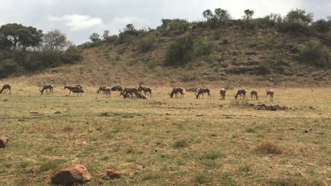 Antelope Africa Animals In Wilderness