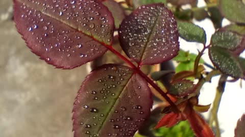 Beautiful rose leaf