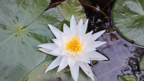 Water Lily