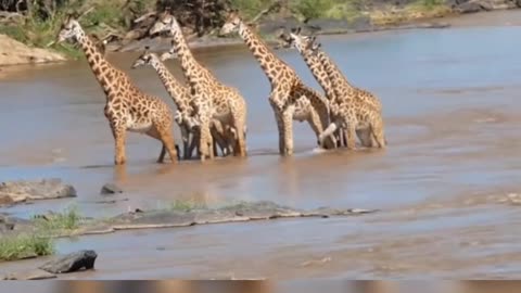 Giraffes in Jeopardy: The Price of a Drink