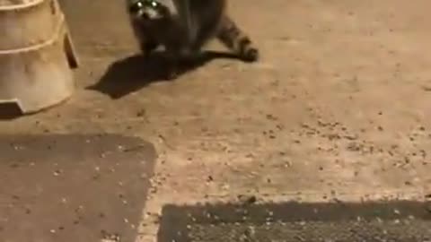 Funniest Raccoons Video Compilation 2021