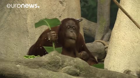 Baby orangutan makes debut at Brookfield Zoo