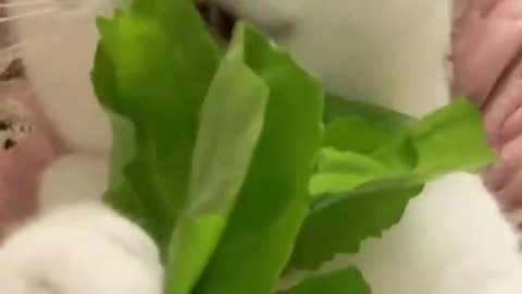 Cute cat eating vegetable
