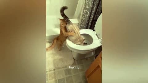 Cute and Funny Animal Videos Compilation #001