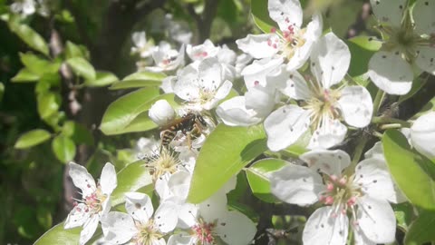 Оld cherry blossoms