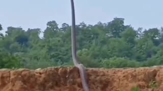 Biggest Snake In The World